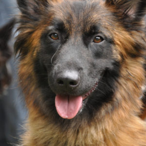 german-shepherd